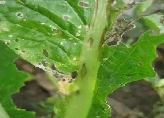 植物常识问题|大白菜适合几月份种植（大白菜的播种时间和管理方法）