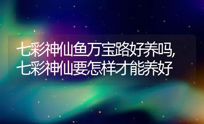 七彩神仙鱼万宝路好养吗,七彩神仙要怎样才能养好 | 养殖常见问题