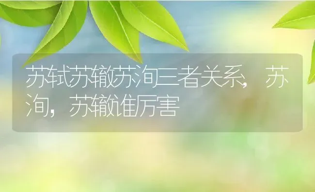 苏轼苏辙苏洵三者关系,苏洵，苏辙谁厉害 | 养殖常见问题