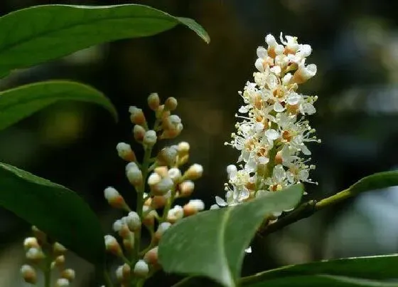 植物常识问题|桂花叶片出现叶斑病怎么办  如何解决