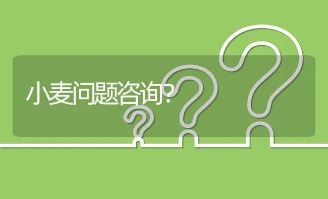 小麦问题咨询? | 养殖问题解答