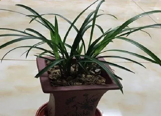 植物常识问题|兰花叶尖干枯是怎么回事（兰花叶子尖干枯原因及处理）