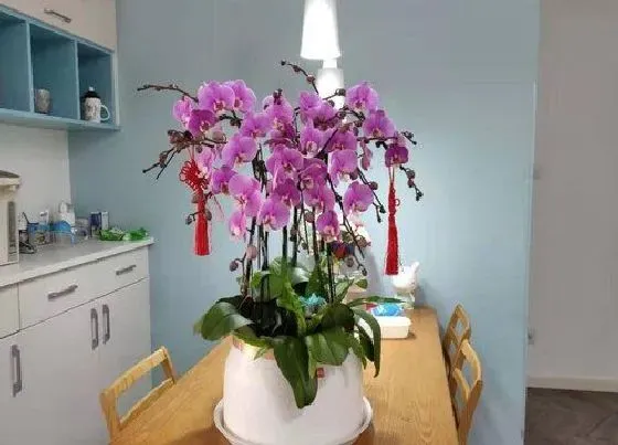 植物常识问题|蝴蝶兰用哪些养护方法开花多