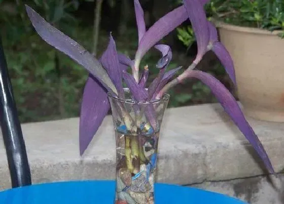 植物常识问题|紫叶吊兰如何养护养成紫瀑布