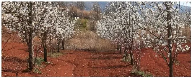 梨树全年农药配表 | 三农答疑