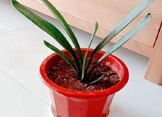 植物常识问题|十大吉利花卉 室内十大吉利招财的花