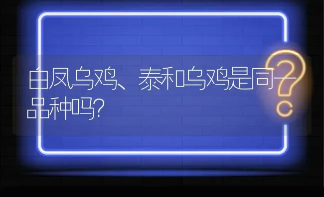 白凤乌鸡、泰和乌鸡是同一品种吗? | 养殖问题解答