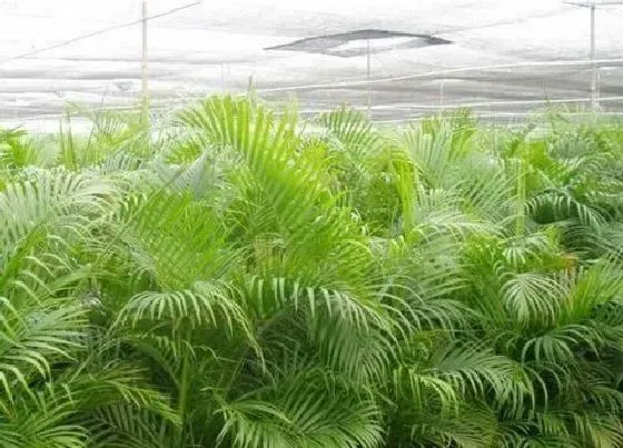 植物常识问题|凤尾葵的养殖方法