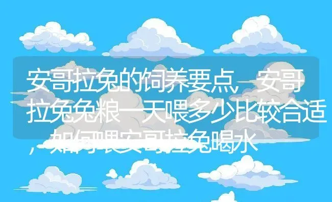 安哥拉兔的饲养要点,安哥拉兔兔粮一天喂多少比较合适，如何喂安哥拉兔喝水 | 养殖常见问题