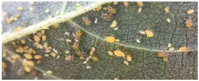 氟啶虫胺腈杀什么虫 | 农业答疑