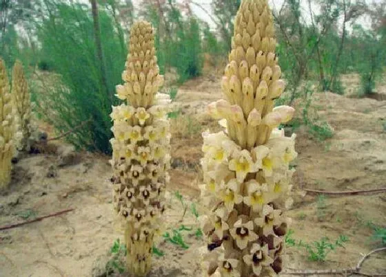 植物常识问题|草苁蓉和肉苁蓉的区别