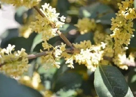 植物常识问题|桂花的寓意和象征