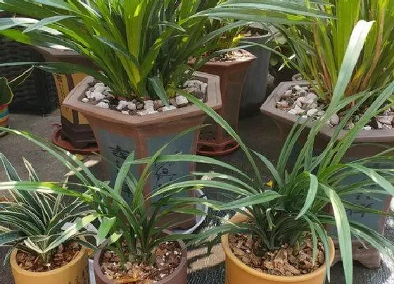 植物常识问题|用什么方法养护兰花才能够养得好