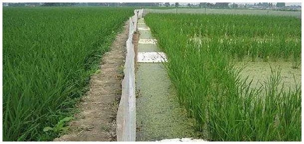 心连心复合肥怎样 | 科普知识