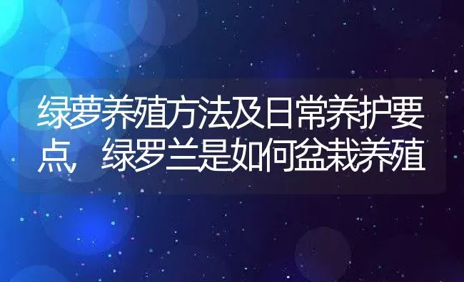 绿萝养殖方法及日常养护要点,绿罗兰是如何盆栽养殖 | 养殖常见问题