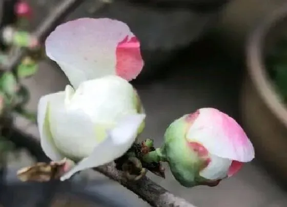 植物常识问题|如何养护才能够让四季海棠生长旺开花多