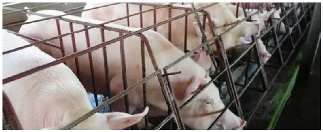 非洲猪瘟什么时间能结束啊 | 生活常识