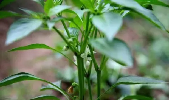 植物常识问题|在家种植辣椒需要注意什么（辣椒苗什么时候栽最合适）