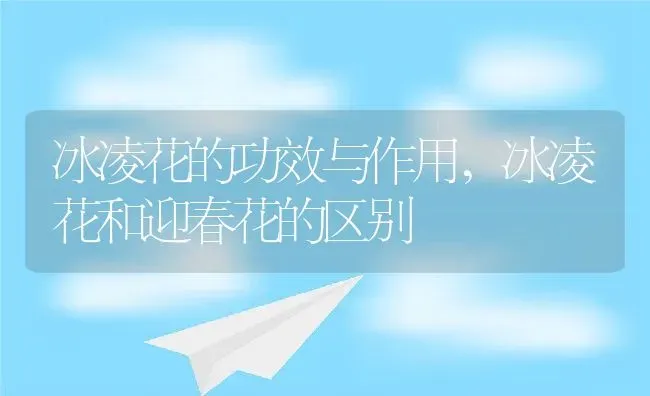 冰凌花的功效与作用,冰凌花和迎春花的区别 | 养殖常见问题