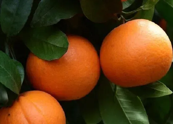 植物常识问题|桔子是热性还是凉性
