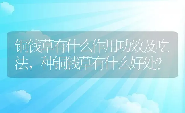 铜钱草有什么作用功效及吃法,种铜钱草有什么好处？ | 养殖常见问题