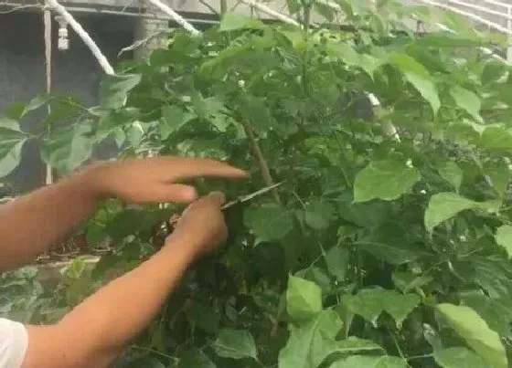 植物常识问题|幸福树烂根如何救活