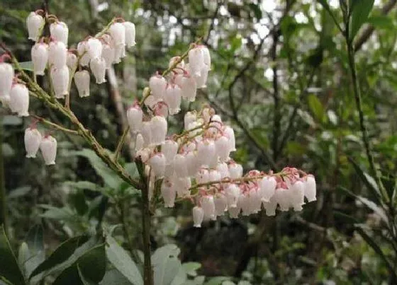 植物常识问题|马醉木摆放家里风水禁忌（可以养在卧室室内吗）
