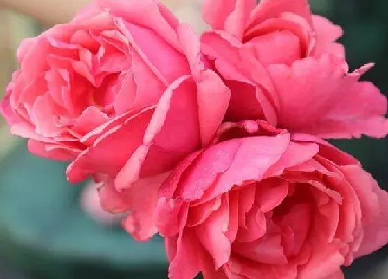 植物常识问题|如何给月季施肥壮芽疯狂长