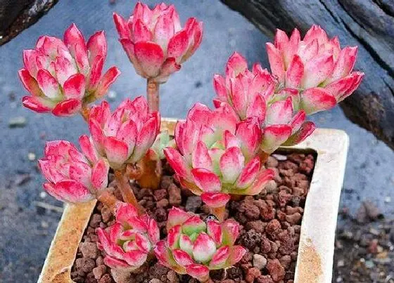 植物常识问题|春天养花的4大忌讳