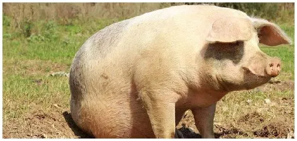 猪多少斤出栏 | 三农问答