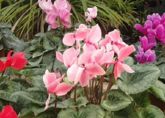 植物常识问题|仙客来花朵叶片瘦小的原因及处理