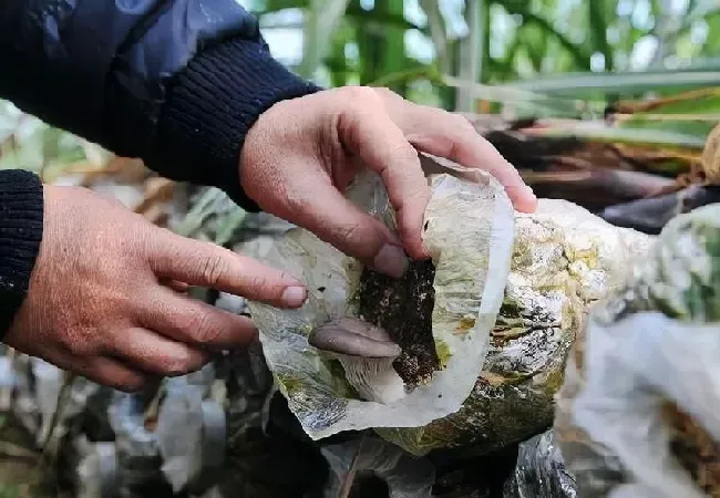 植物常识问题|食用菌栽培技术