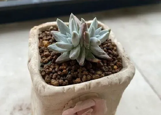 植物常识问题|夏季多肉养护的注意事项