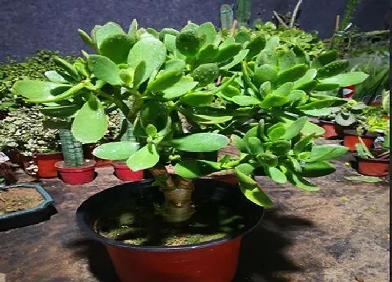 植物常识问题|玉树长得慢怎么回事  怎么养长得快
