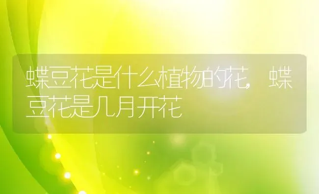 香槟玫瑰的寓意和象征,香槟金玫瑰花是什么寓意？ | 养殖常见问题