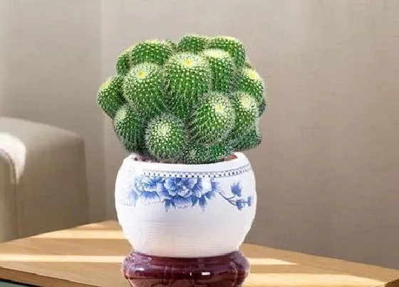 植物常识问题|仙人掌如何养护长得粗壮