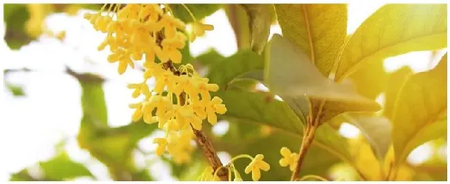 桂花的特点有哪些 | 农业常识