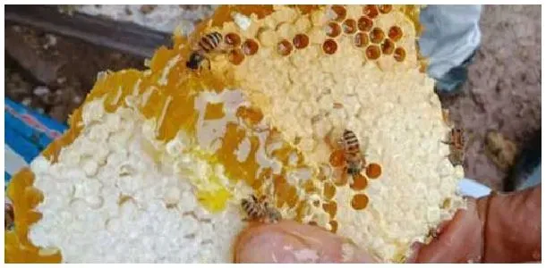 割蜜如何防止蜂王出逃？ | 科普知识
