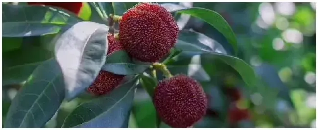 杨梅种植技术附种植条件和区域 | 三农问答