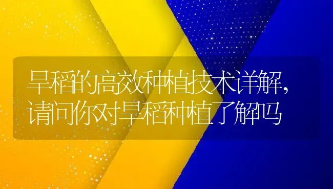 旱稻的高效种植技术详解,请问你对旱稻种植了解吗 | 养殖常见问题