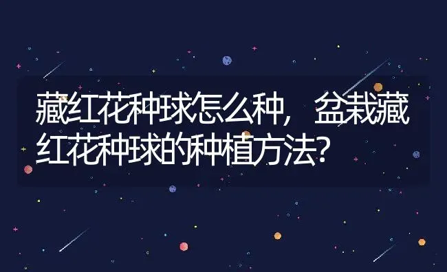 藏红花种球怎么种,盆栽藏红花种球的种植方法？ | 养殖常见问题