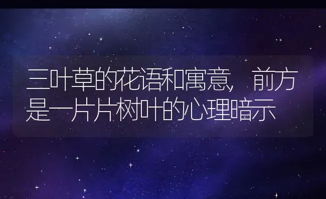 三叶草的花语和寓意,前方是一片片树叶的心理暗示 | 养殖常见问题