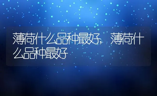 薄荷什么品种最好,薄荷什么品种最好 | 养殖常见问题
