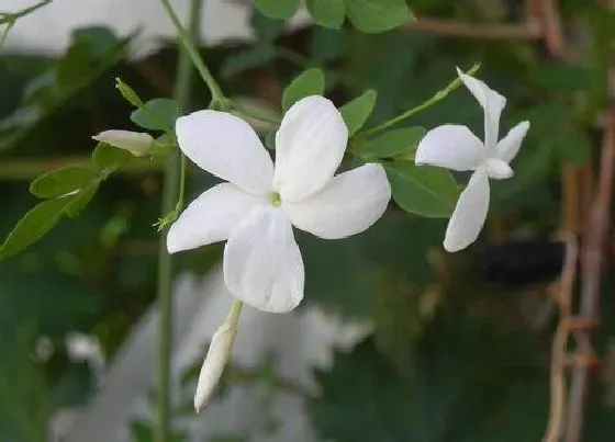 植物常识问题|刚买的茉莉花叶片有红点怎么办