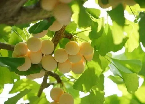 植物常识问题|银杏果子能吃吗 鲜银杏果怎么处理才能食用