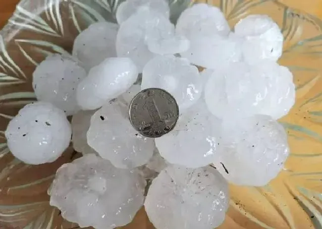 植物常识问题|烟台突降冰雹苹果受灾  山东多地再次降下冰雹