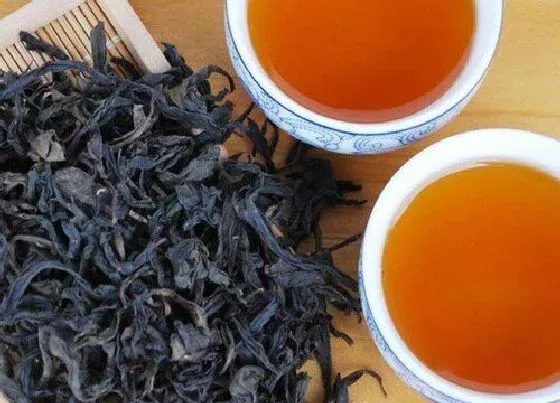 植物常识问题|武夷岩茶的功效与作用