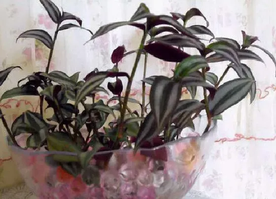 植物常识问题|紫叶吊兰如何养护养成紫瀑布