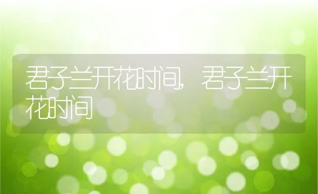 君子兰开花时间,君子兰开花时间 | 养殖常见问题
