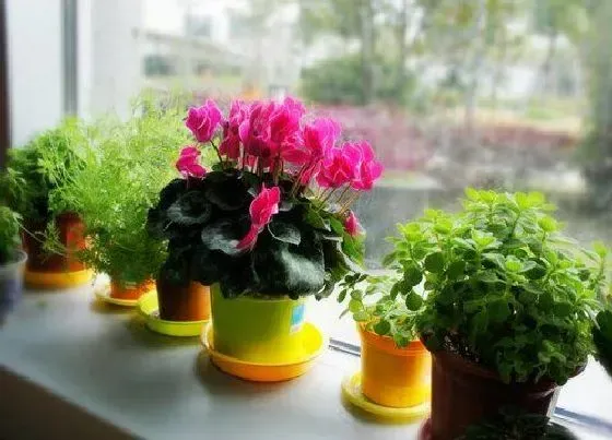 植物常识问题|家里的仙客来叶片发黄是哪些原因引起的